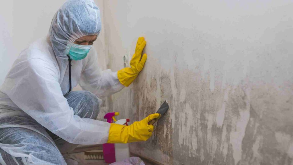 Mold Removal Services